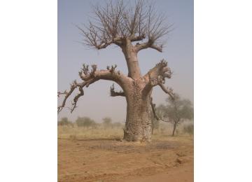 MALI: Baobab